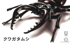 Fujimi Biology: Stag Beetle